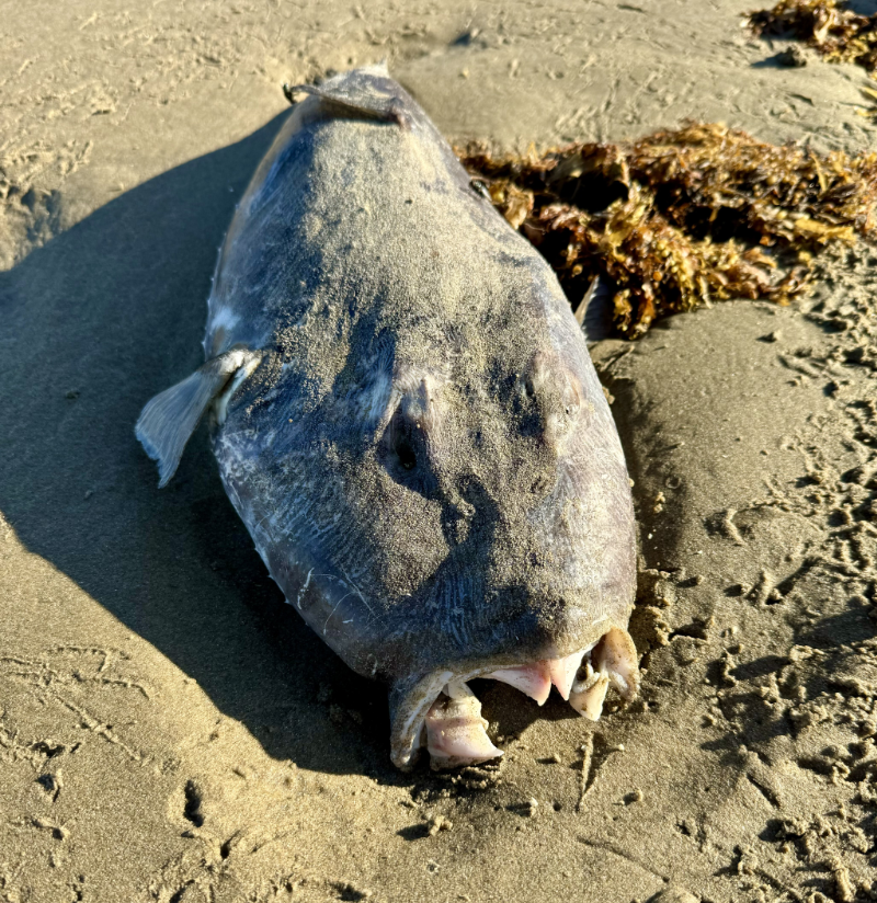 Yipee Fish Yeppoon | Discovery Down Under